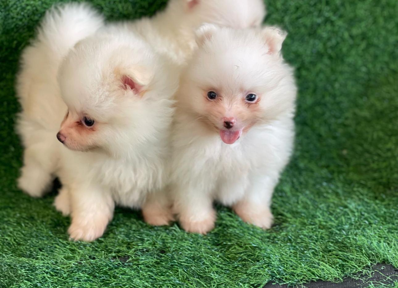 Pomerania Ambos Sexos  Foto 7274385-5.jpg