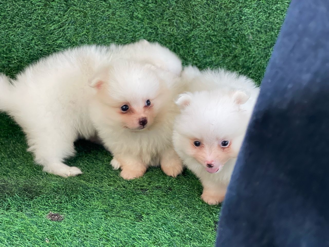 Pomerania Ambos Sexos  Foto 7274385-6.jpg