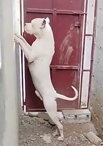  Padrotes Dogo argentino y shitzu  Foto 7274689-1.jpg