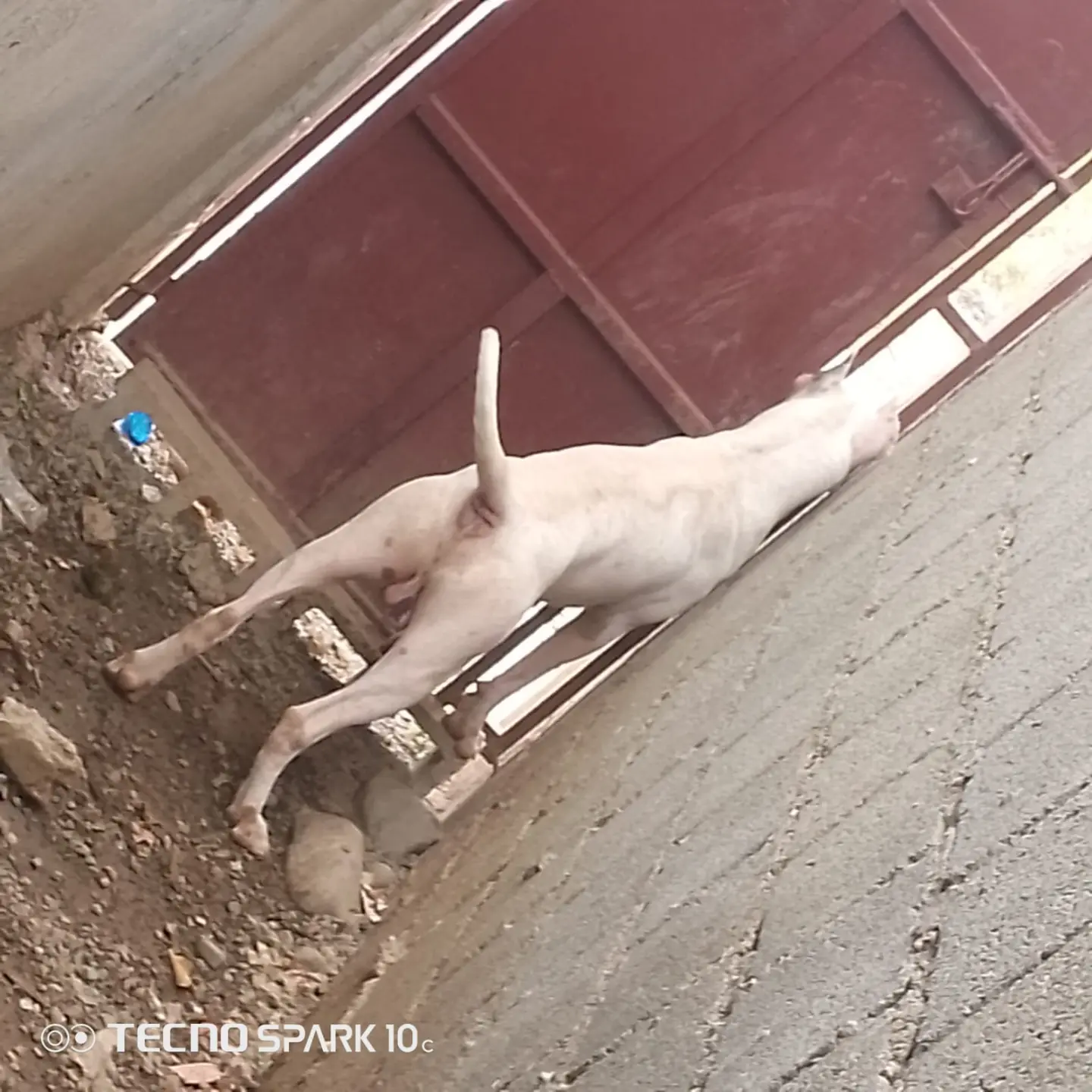 Padrotes Dogo argentino y shitzu  Foto 7274689-4.jpg