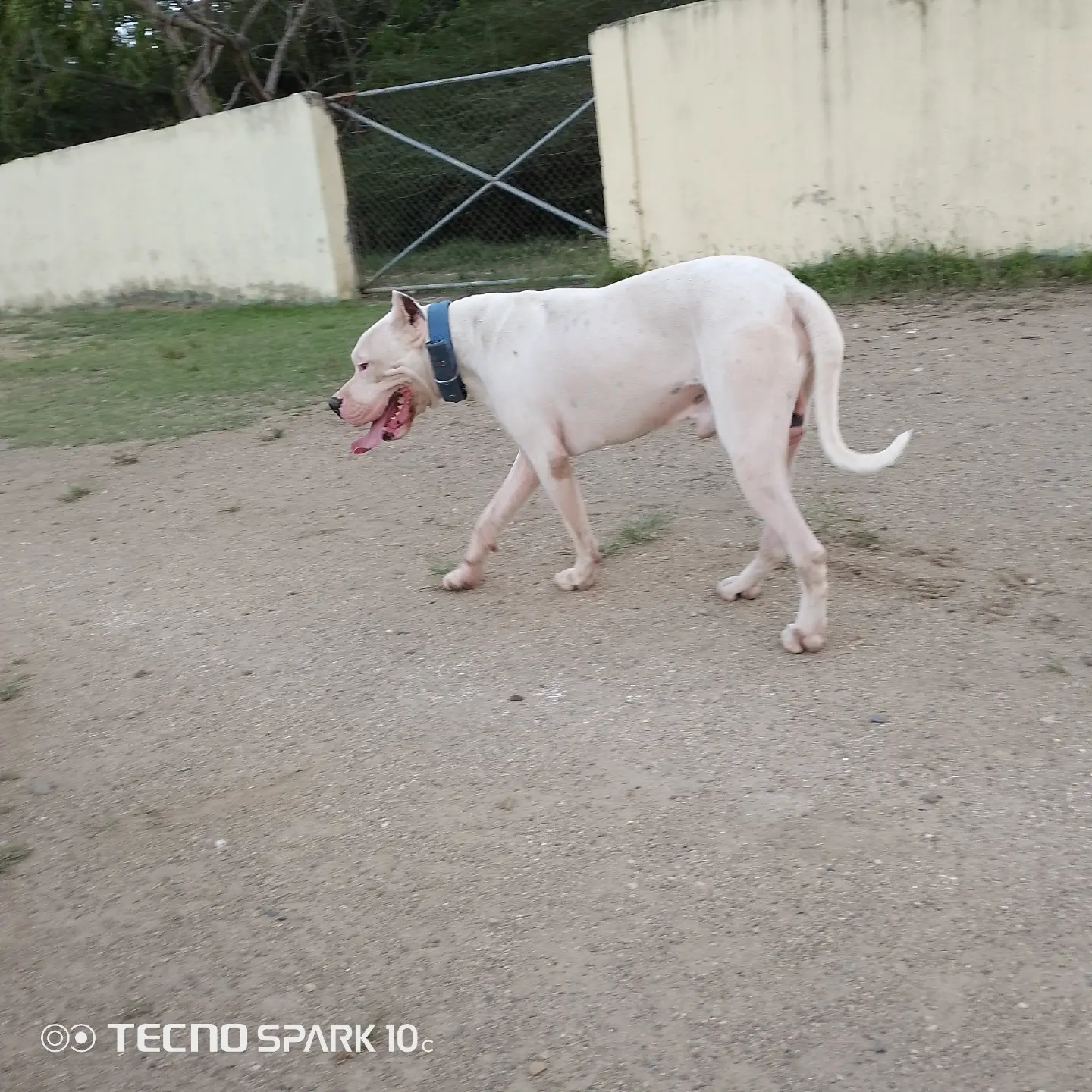  Padrotes Dogo argentino y shitzu  Foto 7274689-5.jpg