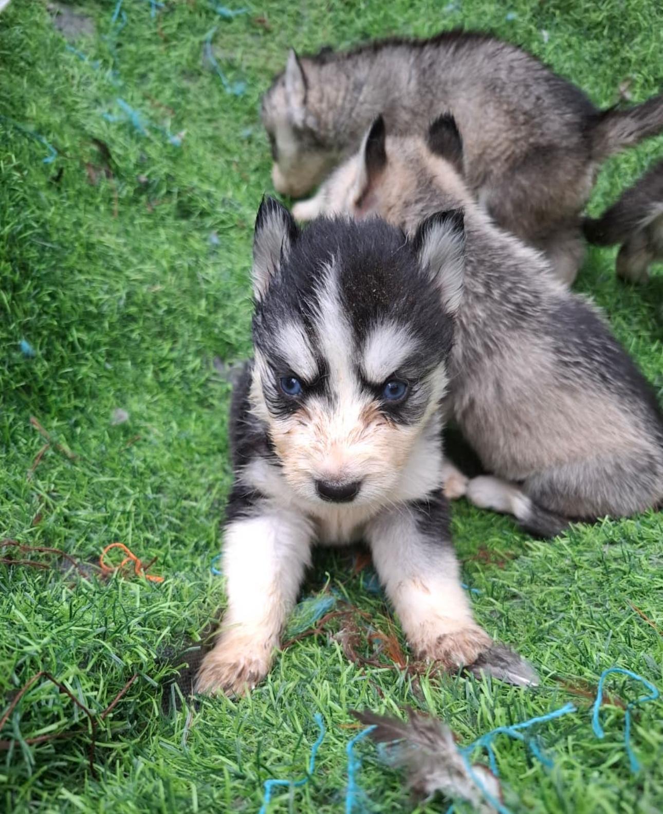 Husky Siberiano Ambos Sexos  Foto 7274691-3.jpg