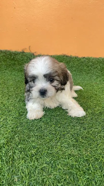 OFERTA CACHORRO SHIPOO AMBOS SEXO EN SANTO DOMINGO VACUNADOS Foto 7274912-1.jpg