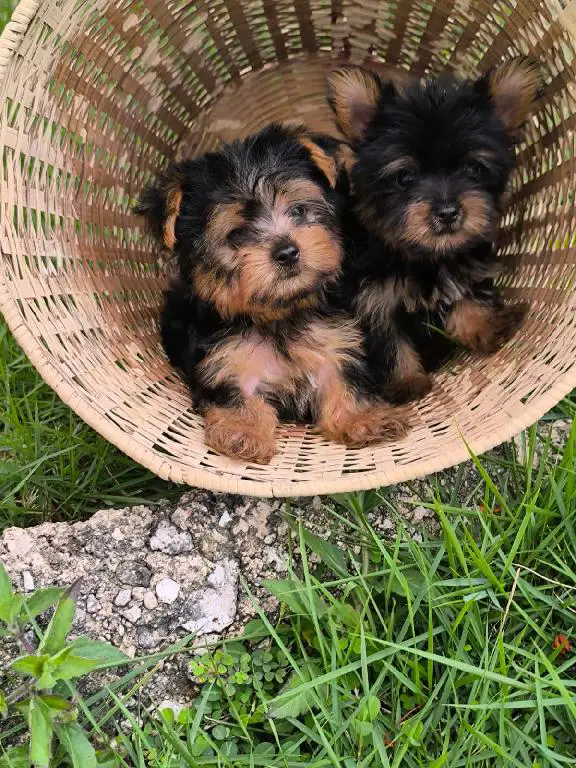 OFERTA CACHORRO YORKIE MACHO EN SANTO DOMINGO VACUNA AL DIA Foto 7274913-1.jpg