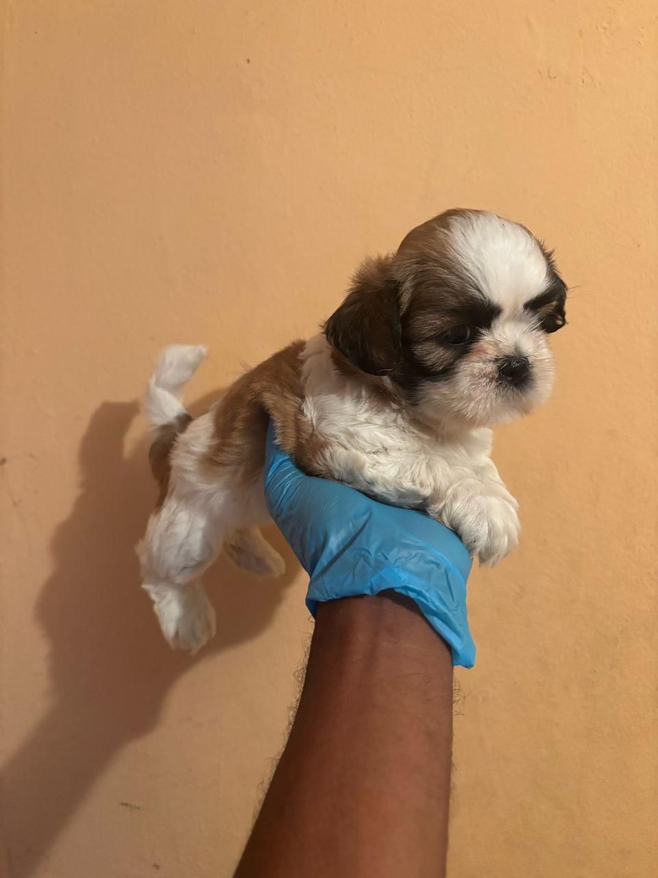 OFERTA CACHORRO SHIPOO AMBOS SEXO EN SANTO DOMINGO VACUNADOS Foto 7274920-1.jpg