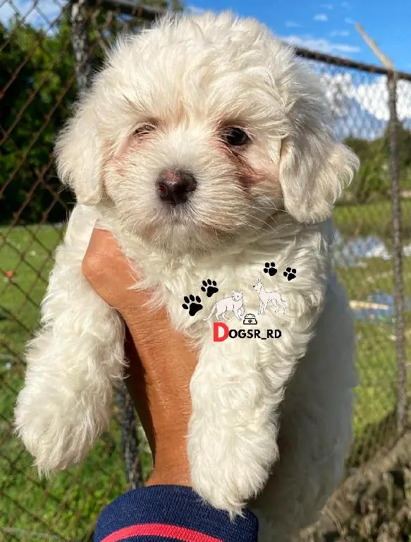 Maltipoo Ambos Sexos  Foto 7274966-1.jpg