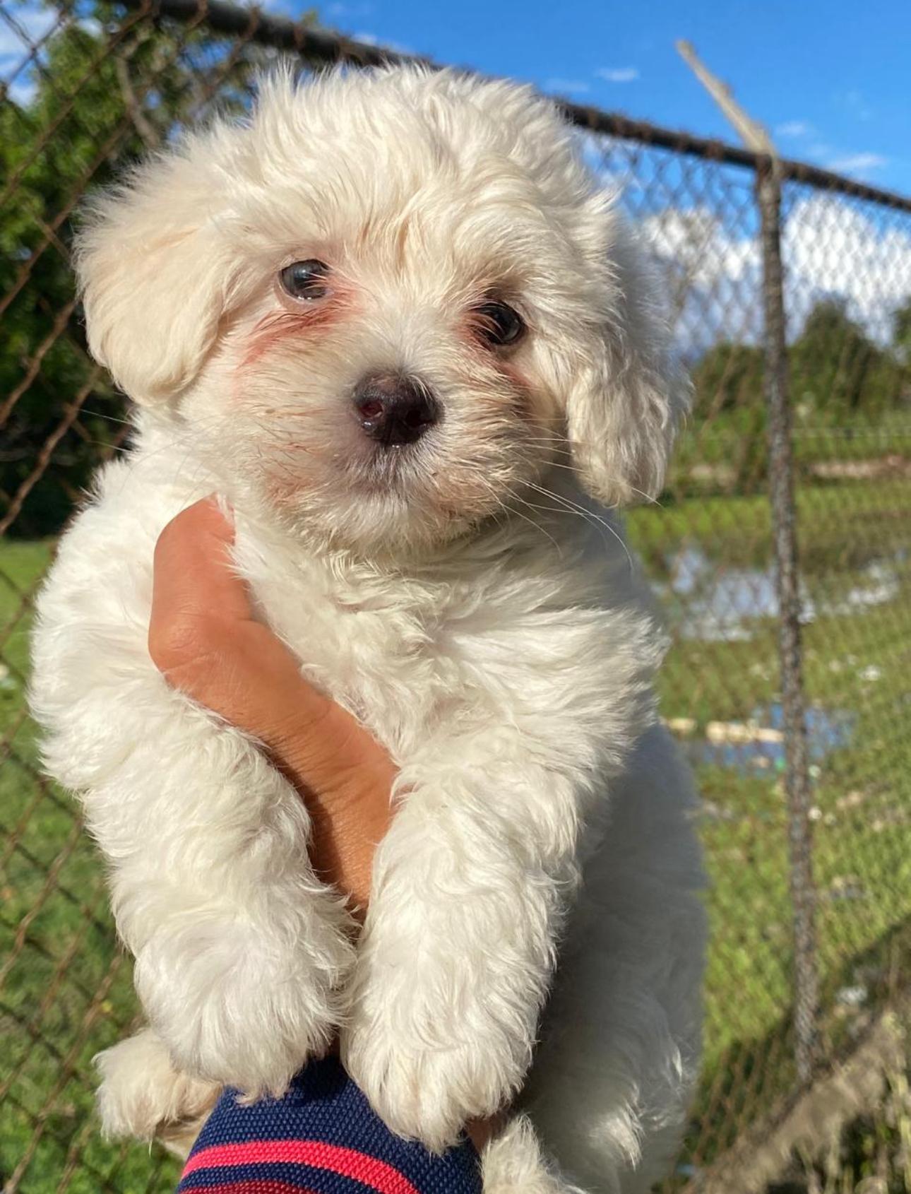 Maltipoo Ambos Sexos  Foto 7274966-2.jpg