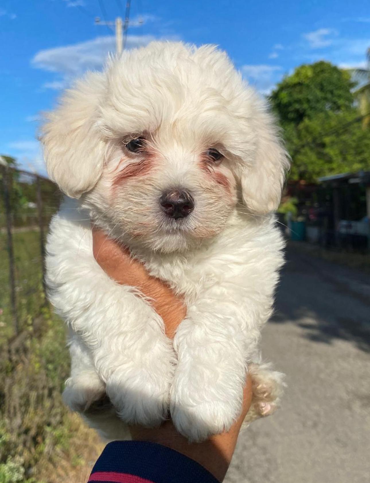 Maltipoo Ambos Sexos  Foto 7274966-3.jpg