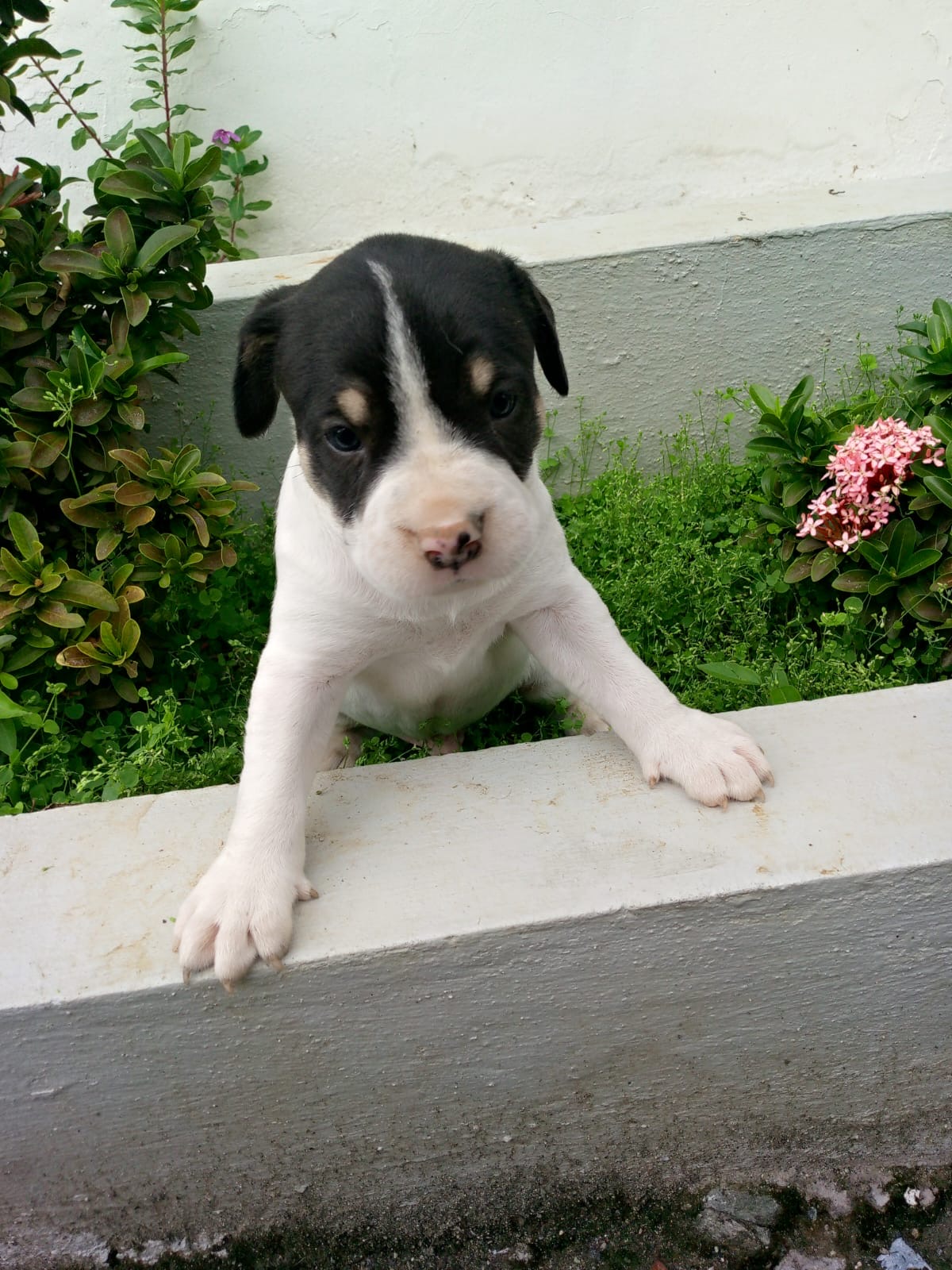 Pitbully Ambos Sexos  Foto 7274967-3.jpg