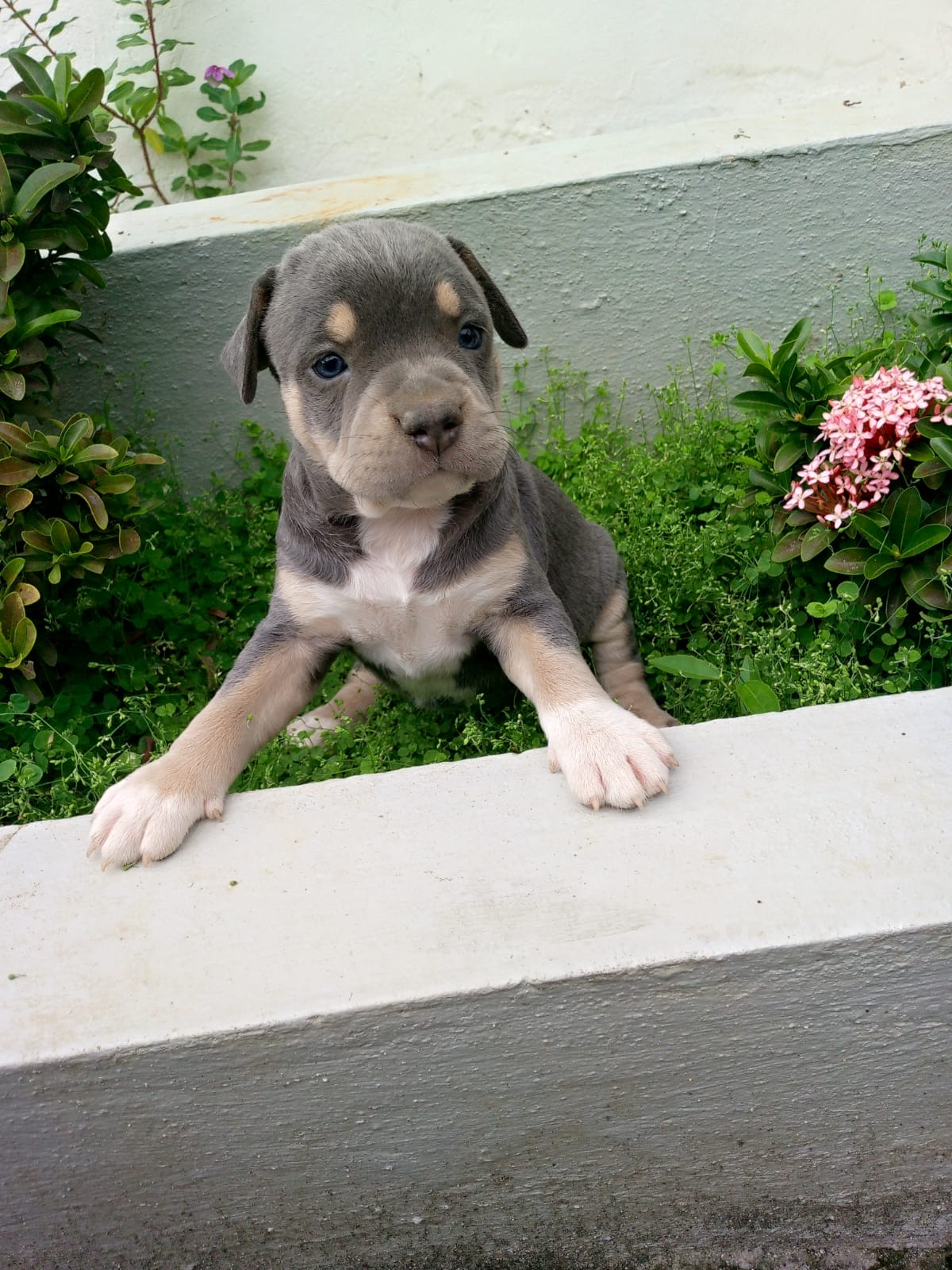 Pitbully Ambos Sexos  Foto 7274967-5.jpg