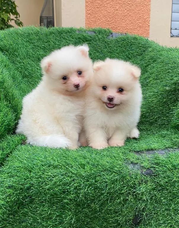 Pomerania Ambos Sexos  Foto 7274995-1.jpg