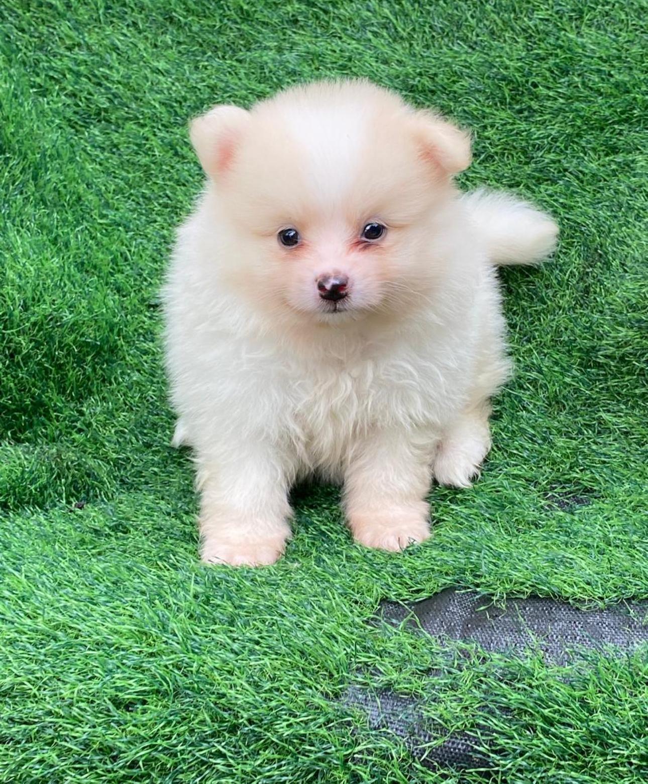 Pomerania Ambos Sexos  Foto 7274995-2.jpg