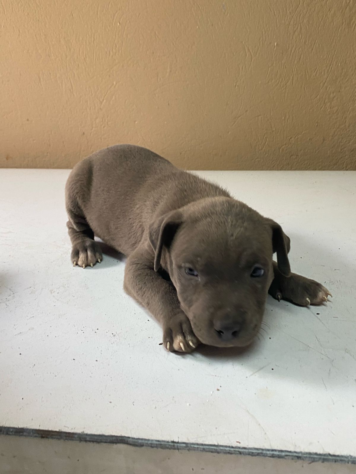 Hermosos Cachorros Pitbull en Venta – Fuertes Sanos y Listos para su N Foto 7275061-1.jpg