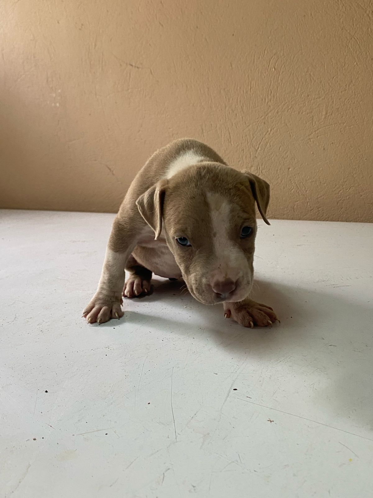 Hermosos Cachorros Pitbull en Venta – Fuertes Sanos y Listos para su N Foto 7275061-2.jpg