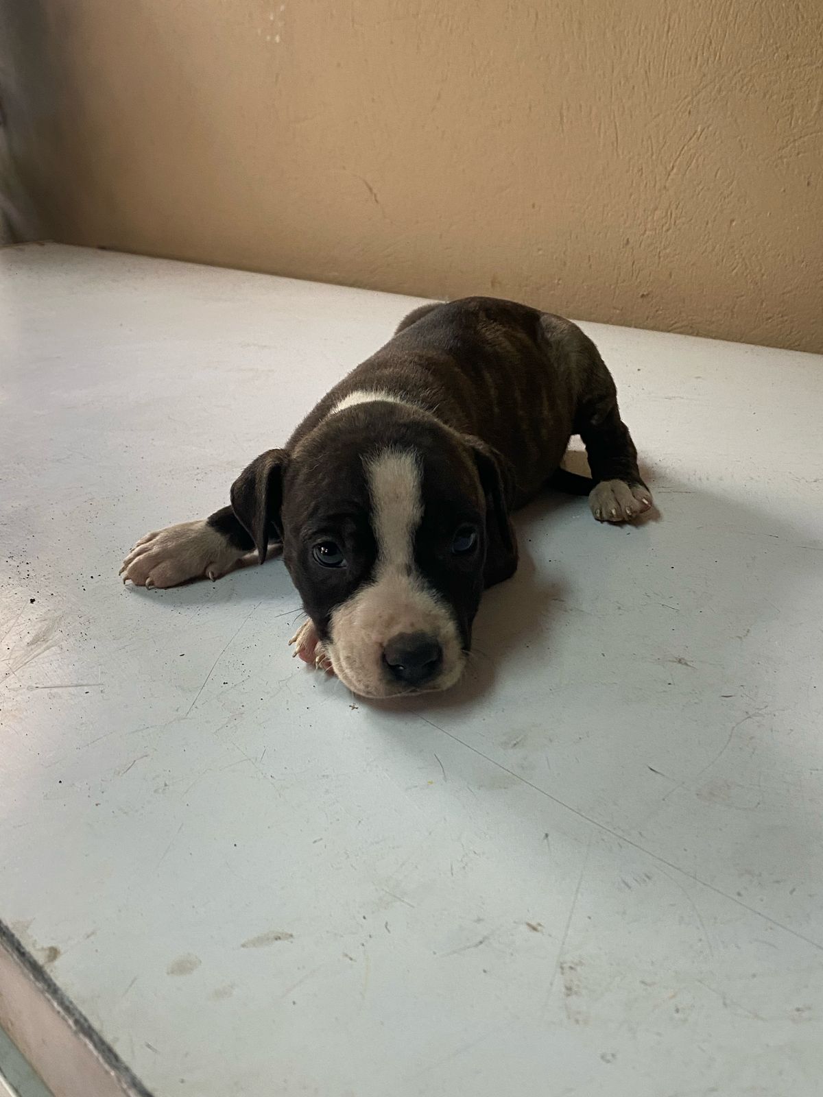 Hermosos Cachorros Pitbull en Venta – Fuertes Sanos y Listos para su N Foto 7275061-3.jpg