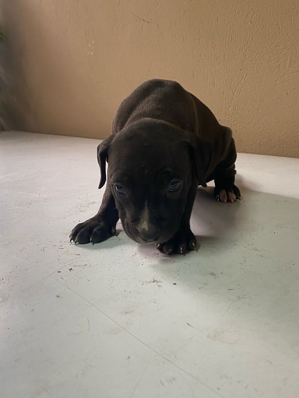 Hermosos Cachorros Pitbull en Venta – Fuertes Sanos y Listos para su N Foto 7275061-4.jpg