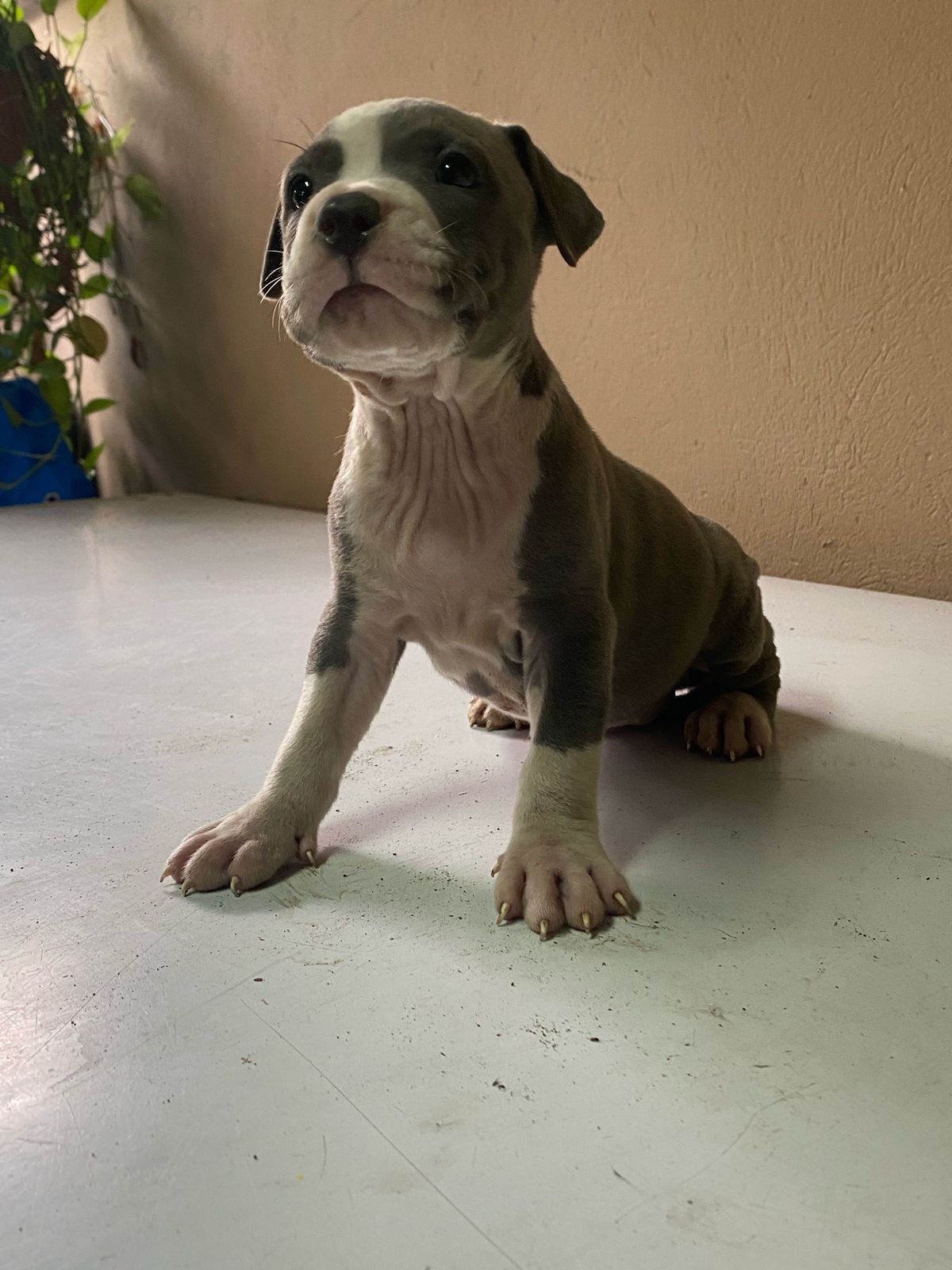 Hermosos Cachorros Pitbull en Venta – Fuertes Sanos y Listos para su N Foto 7275061-5.jpg