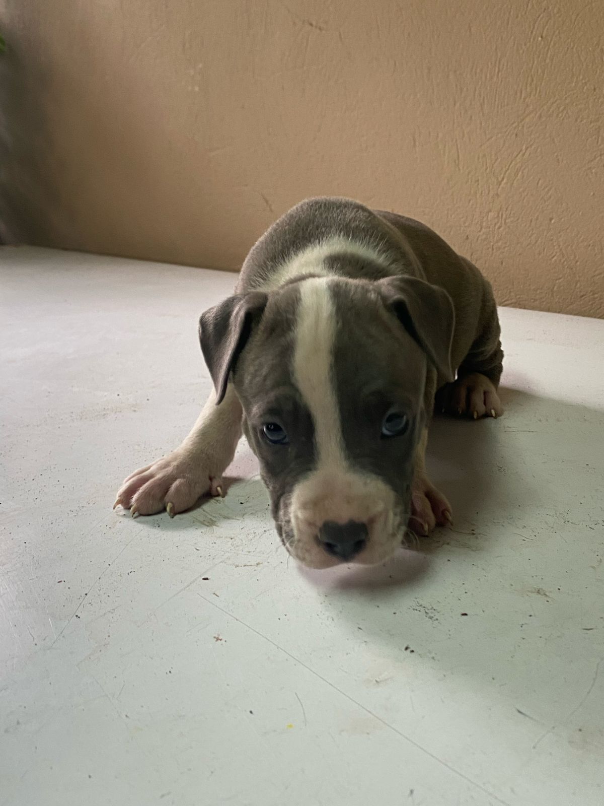 Hermosos Cachorros Pitbull en Venta – Fuertes Sanos y Listos para su N Foto 7275061-6.jpg