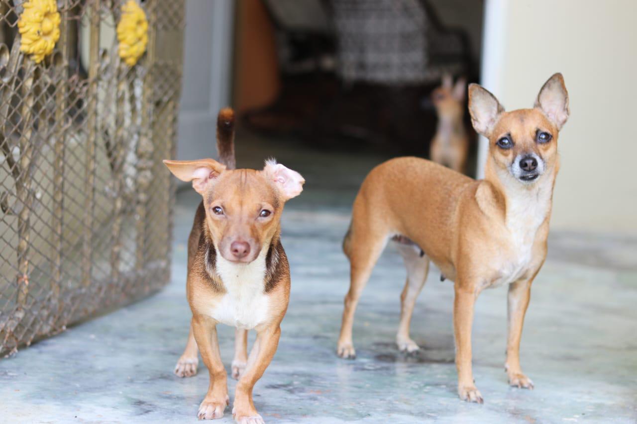 Adopcion de chihuahuas Foto 7275132-10.jpg