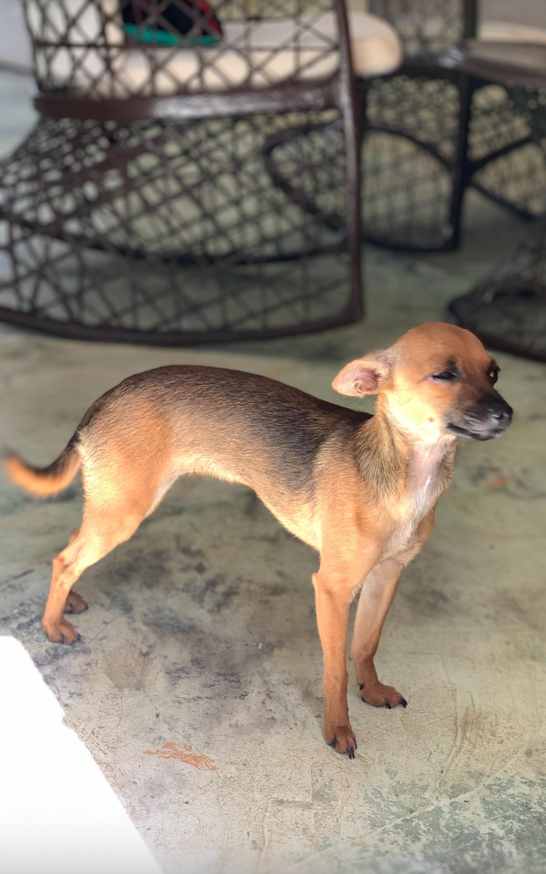 Adopcion de chihuahuas Foto 7275132-2.jpg