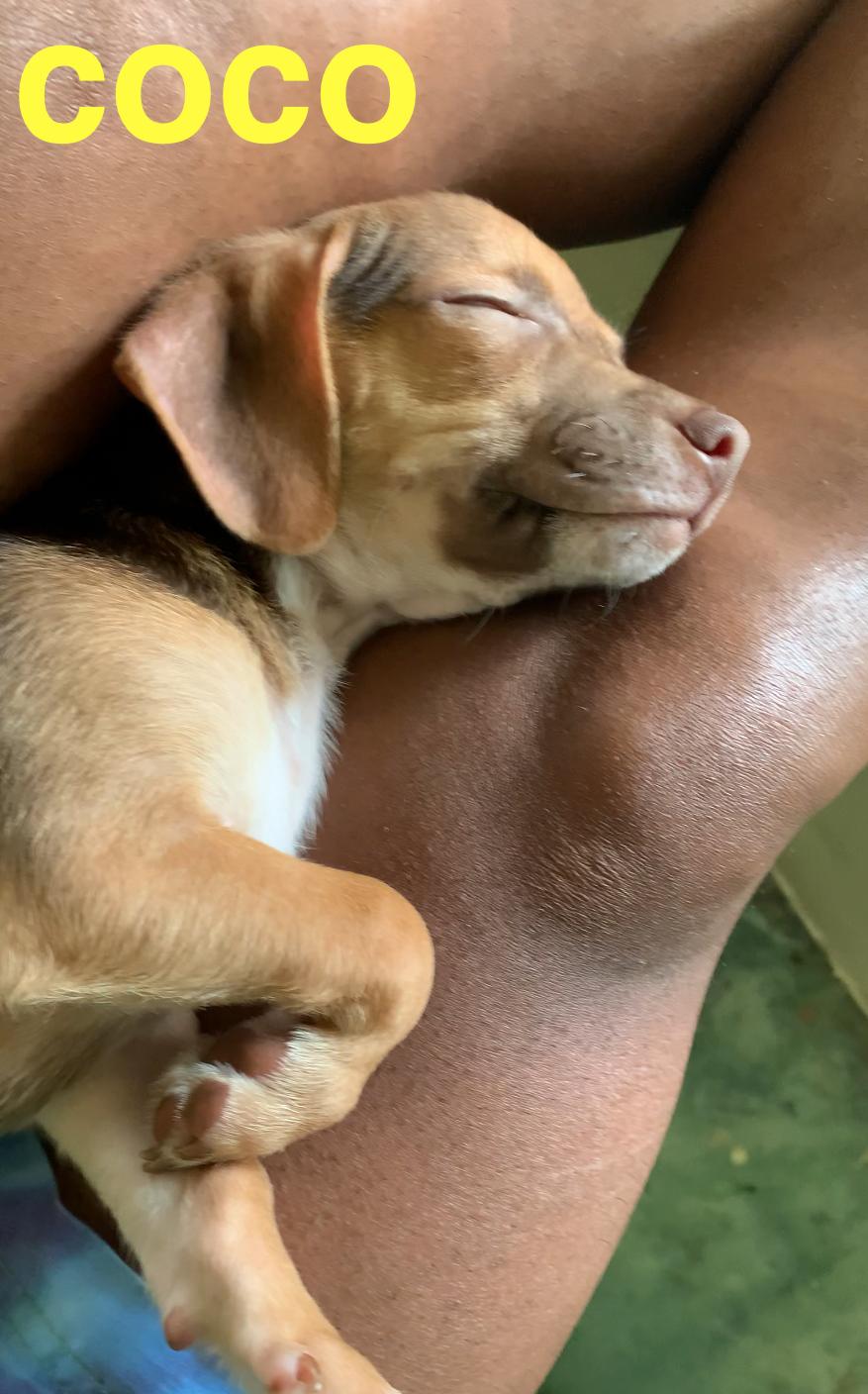 Adopcion de chihuahuas Foto 7275132-3.jpg
