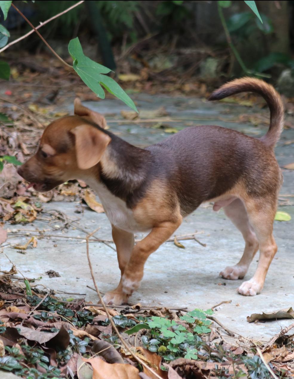 Adopcion de chihuahuas Foto 7275132-4.jpg