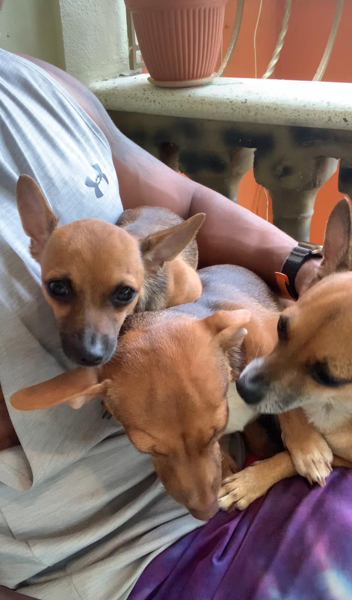 Adopcion de chihuahuas Foto 7275132-5.jpg