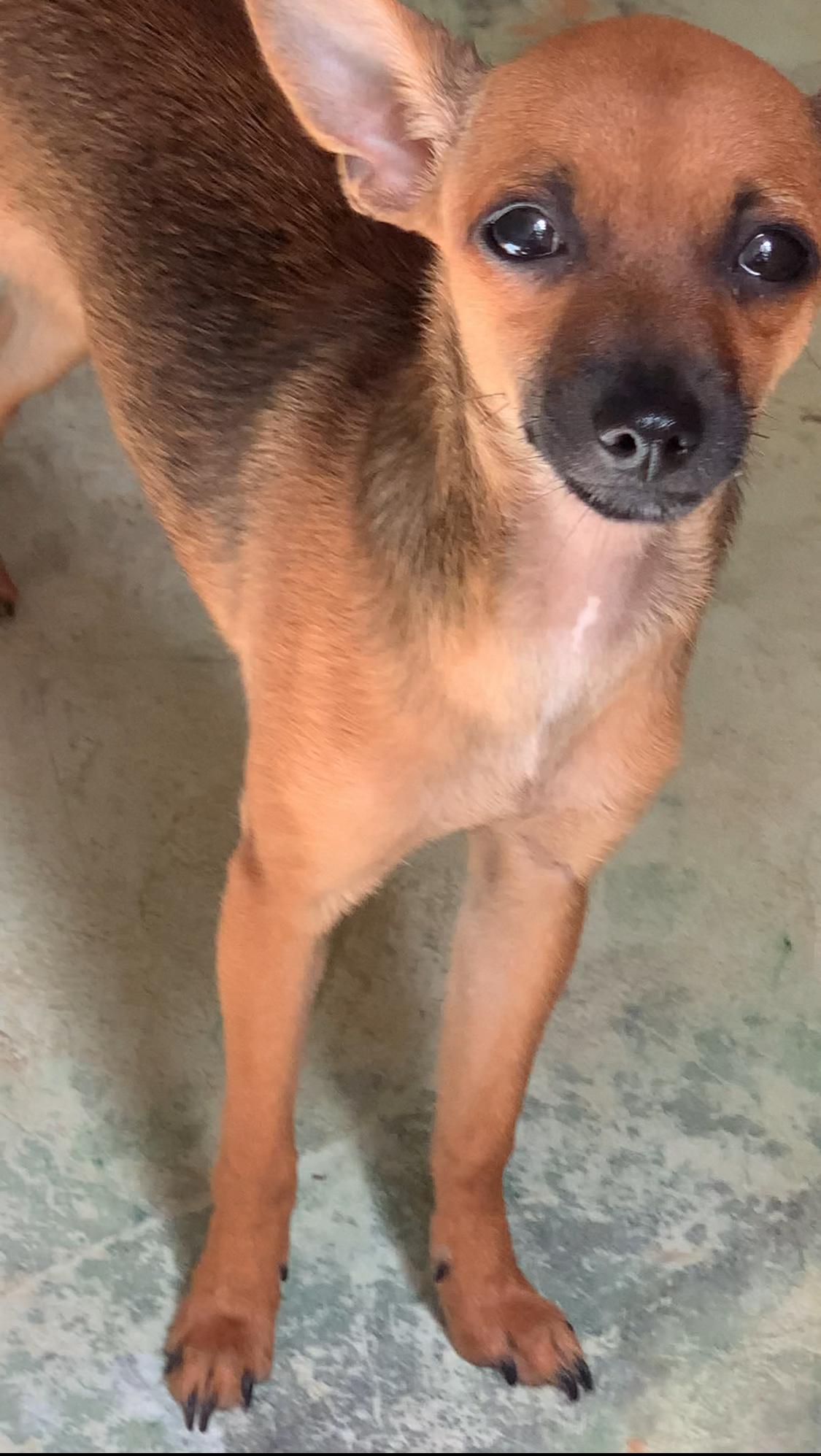 Adopcion de chihuahuas Foto 7275132-6.jpg