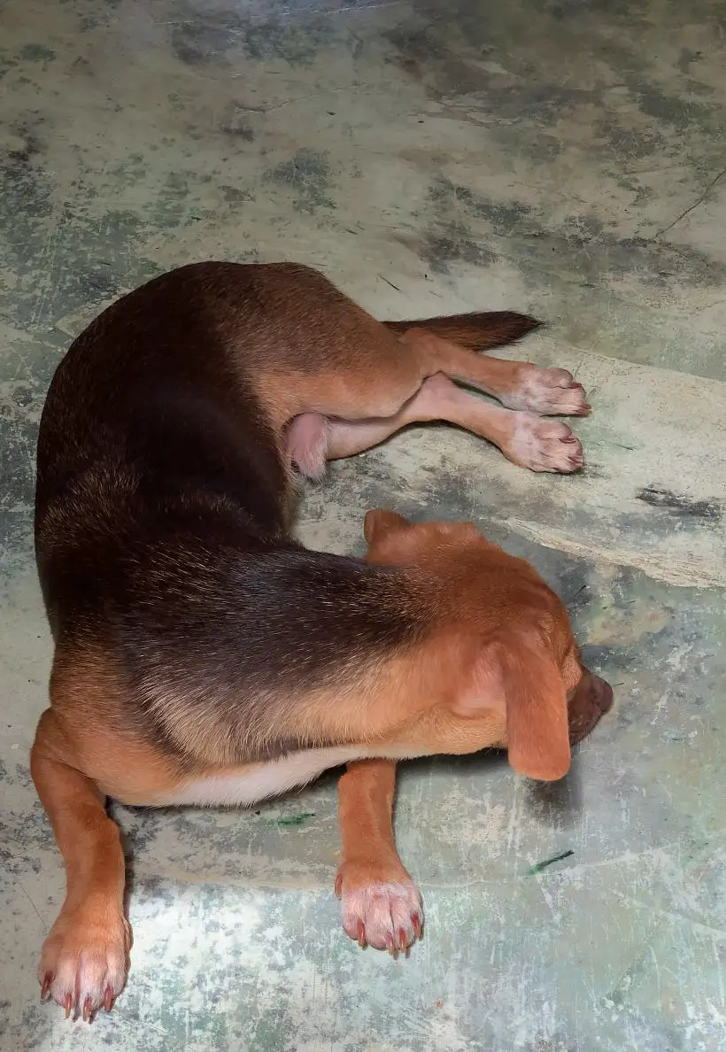 Adopcion de chihuahuas Foto 7275132-7.jpg