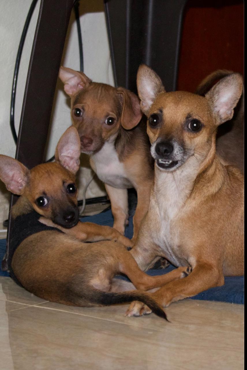 Adopcion de chihuahuas Foto 7275132-9.jpg