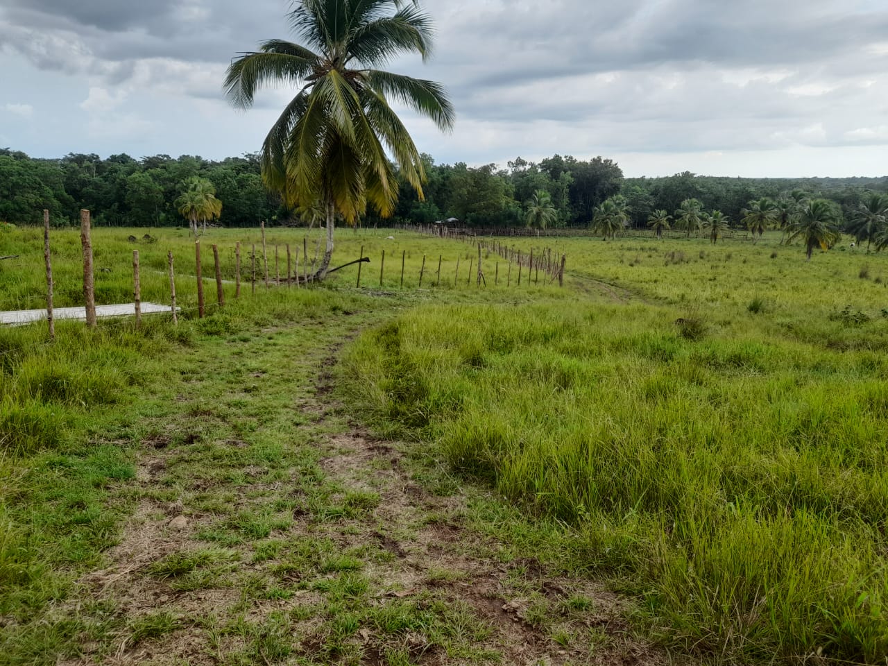 VENDO FINCA 429 TAREAS EN BAYAGUANA ULTIMA REBAJA cerca de la Casa Clu Foto 7275142-11.jpg