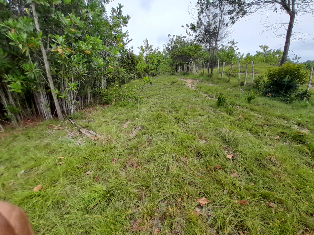 VENDO FINCA 429 TAREAS EN BAYAGUANA ULTIMA REBAJA cerca de la Casa Clu Foto 7275142-12.jpg