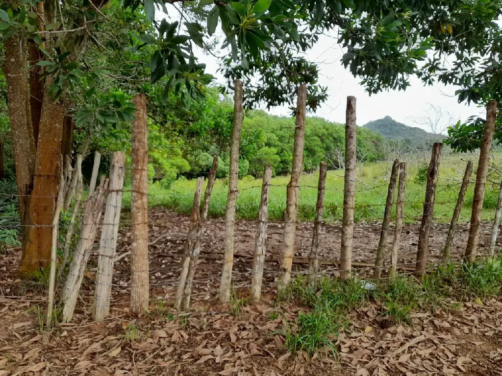 VENDO FINCA 429 TAREAS EN BAYAGUANA ULTIMA REBAJA cerca de la Casa Clu Foto 7275142-5.jpg