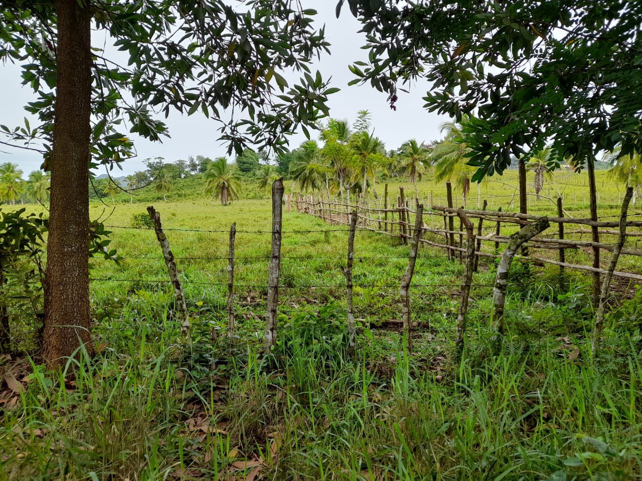 VENDO FINCA 429 TAREAS EN BAYAGUANA ULTIMA REBAJA cerca de la Casa Clu Foto 7275142-9.jpg