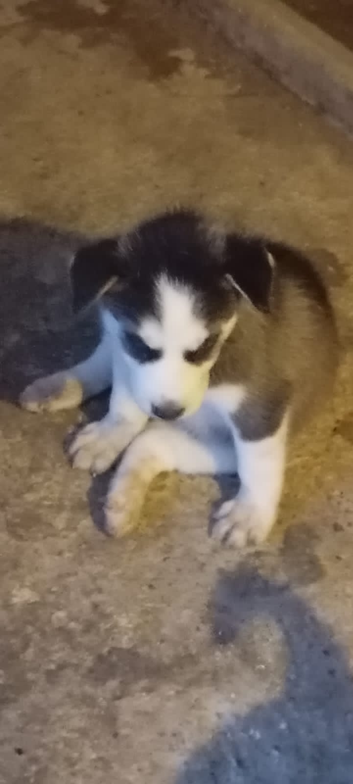 Husky siberiano  Foto 7275217-2.jpg