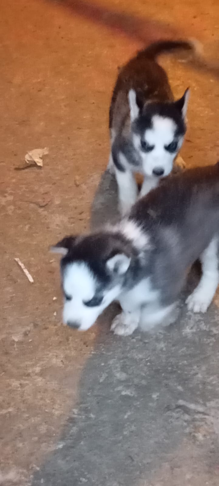Husky siberiano  Foto 7275217-4.jpg