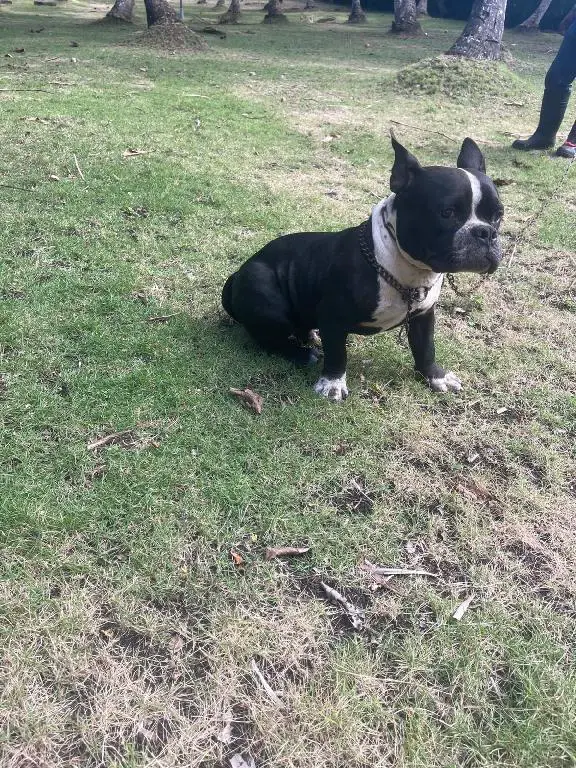 Perro bully en venta  en San Cristóbal Foto 7275266-1.jpg