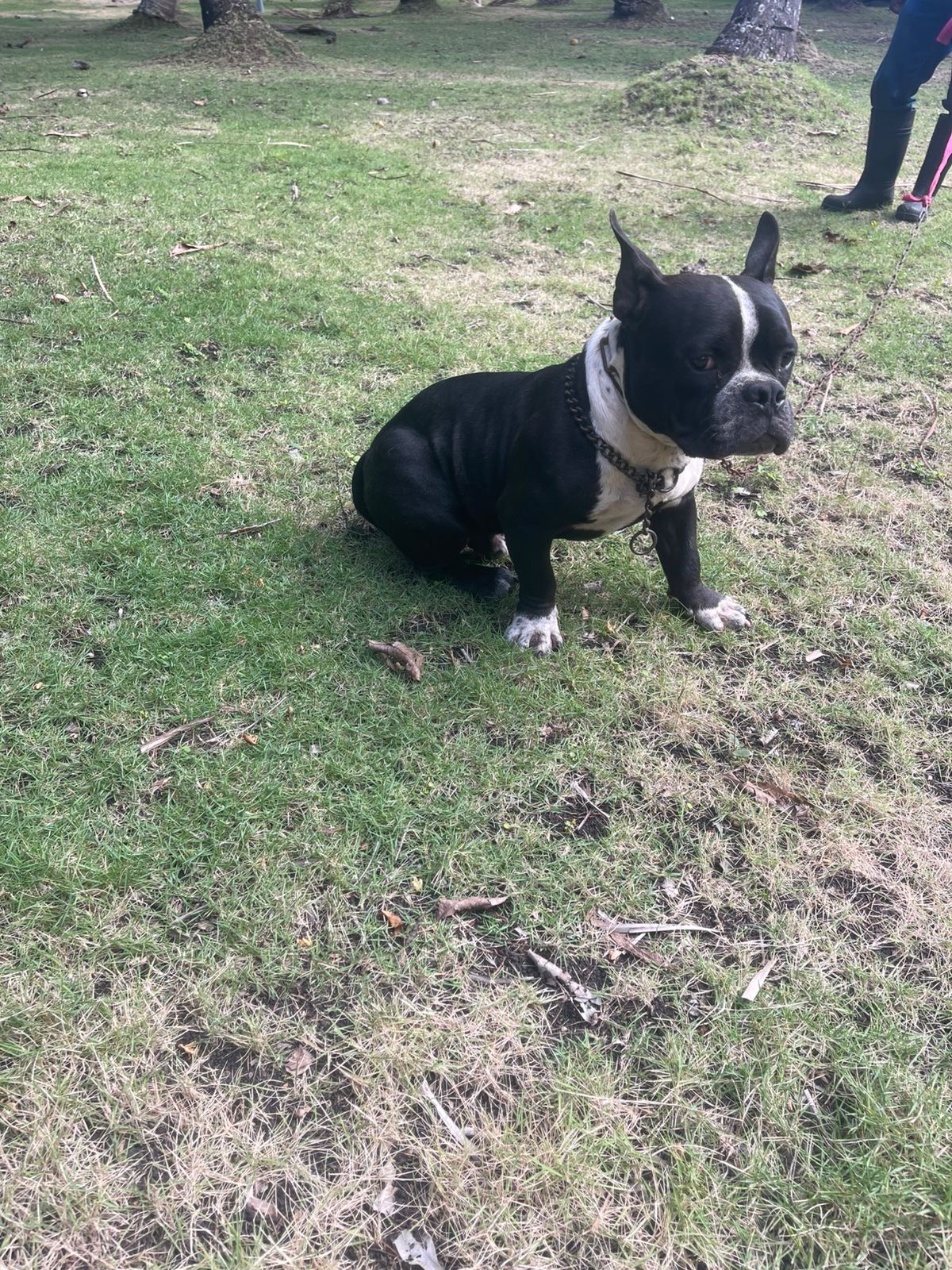Perro bully en venta  en San Cristóbal Foto 7275266-2.jpg