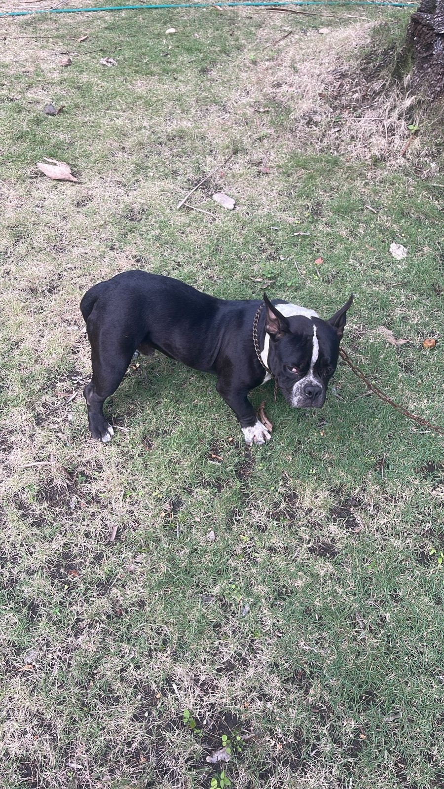 Perro bully en venta  en San Cristóbal Foto 7275266-3.jpg