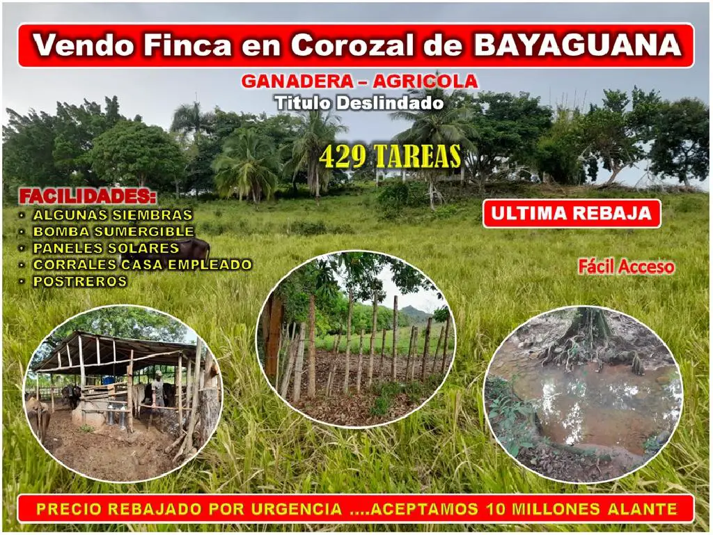 VENDO FINCA 429 TAREAS EN BAYAGUANA ULTIMA REBAJA GANADERA – AGRICOLA  Foto 7276073-1.jpg