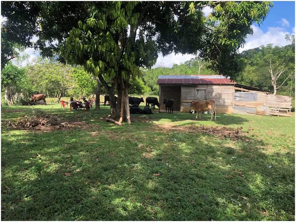 VENDO FINCA DE 252 TAREAS EN EL 35 DE YAMASA SUPER REBAJADA Foto 7276074-2.jpg