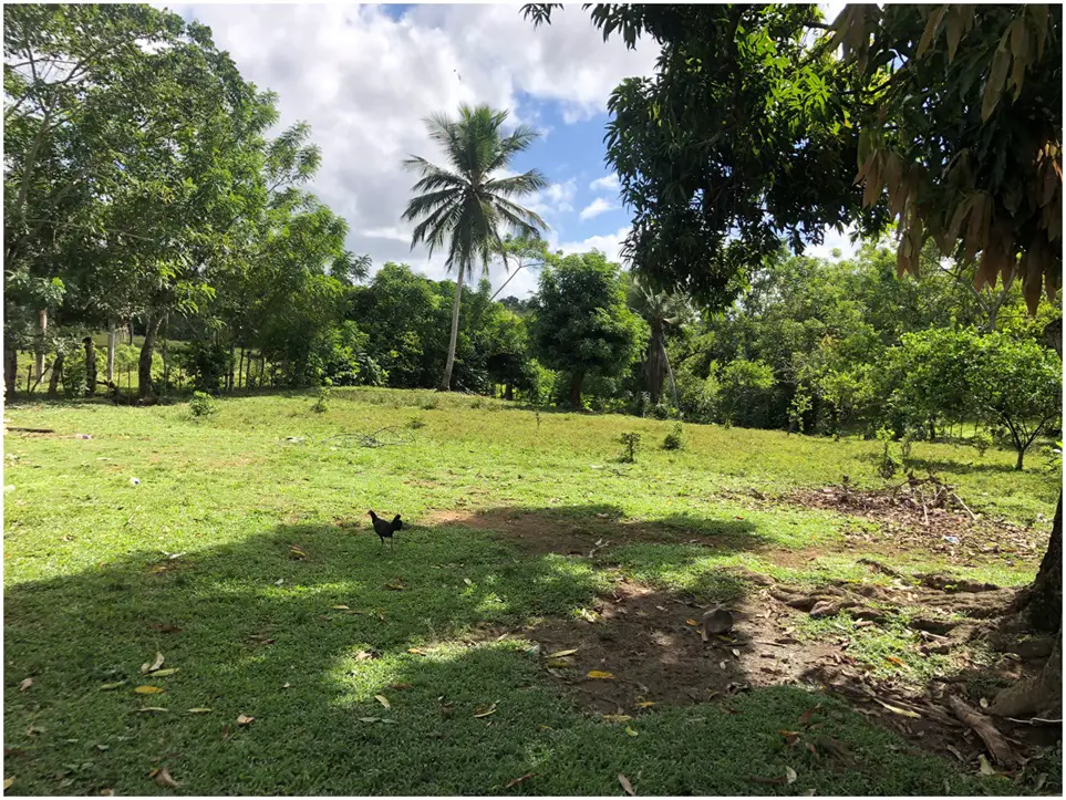 VENDO FINCA DE 252 TAREAS EN EL 35 DE YAMASA SUPER REBAJADA Foto 7276074-3.jpg