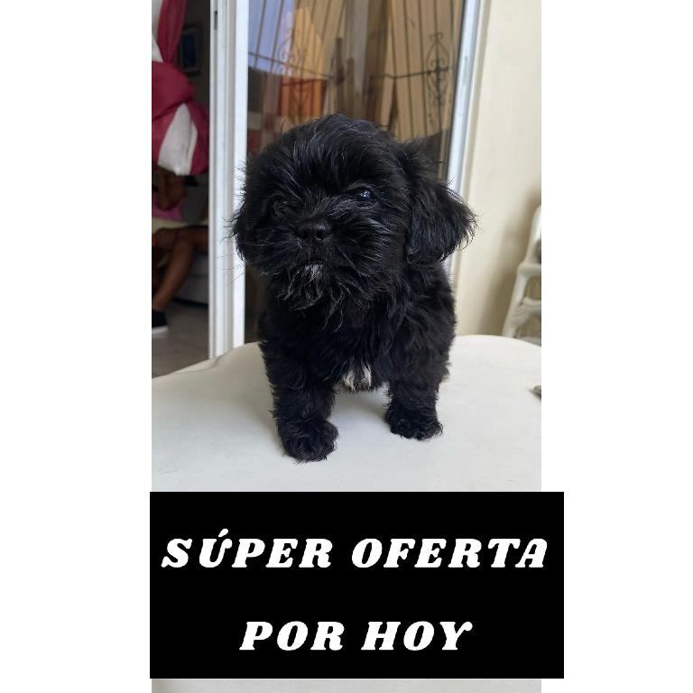 SÚPER OFERTA SHIH TZU HEMBRA  Foto 7276106-1.jpg