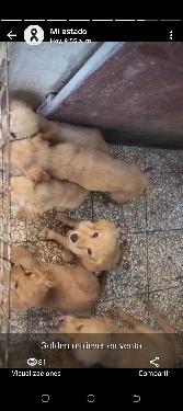 Golden retriever cachorros  Foto 7277334-1.jpg
