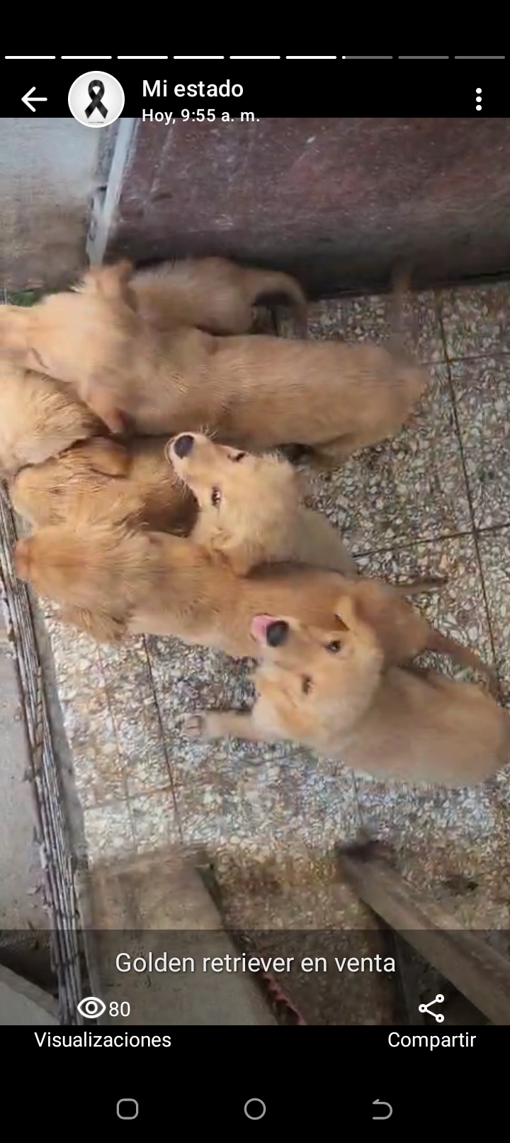 Golden retriever cachorros  Foto 7277334-2.jpg