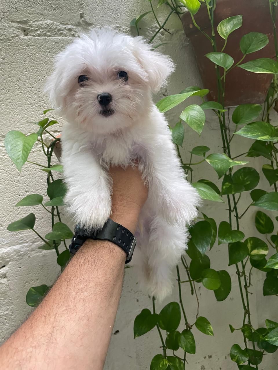 OFERTA CACHORRO MALTES AMBOS SEXO EN SANTO DOMINGO CON SU VACUNA AL DI Foto 7277388-1.jpg
