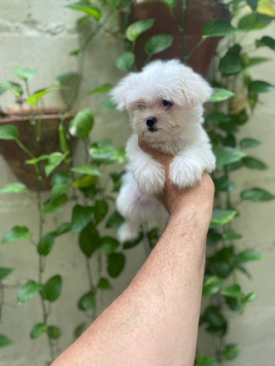 OFERTA CACHORRO MALTES AMBOS SEXO EN SANTO DOMINGO CON SU VACUNA AL DI Foto 7277388-2.jpg