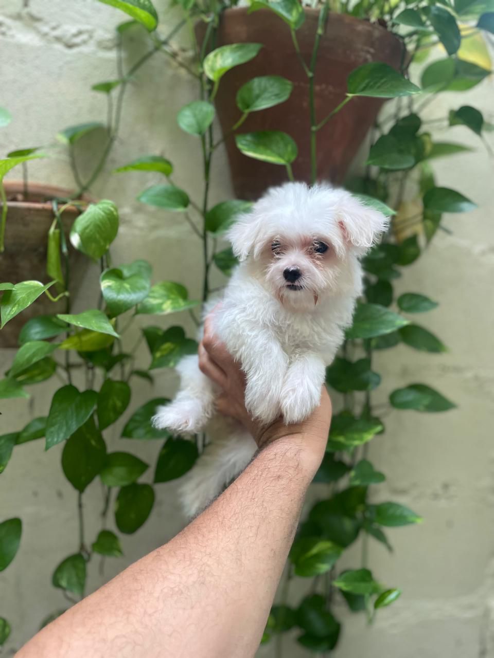 OFERTA CACHORRO MALTES AMBOS SEXO EN SANTO DOMINGO CON SU VACUNA AL DI Foto 7277388-3.jpg