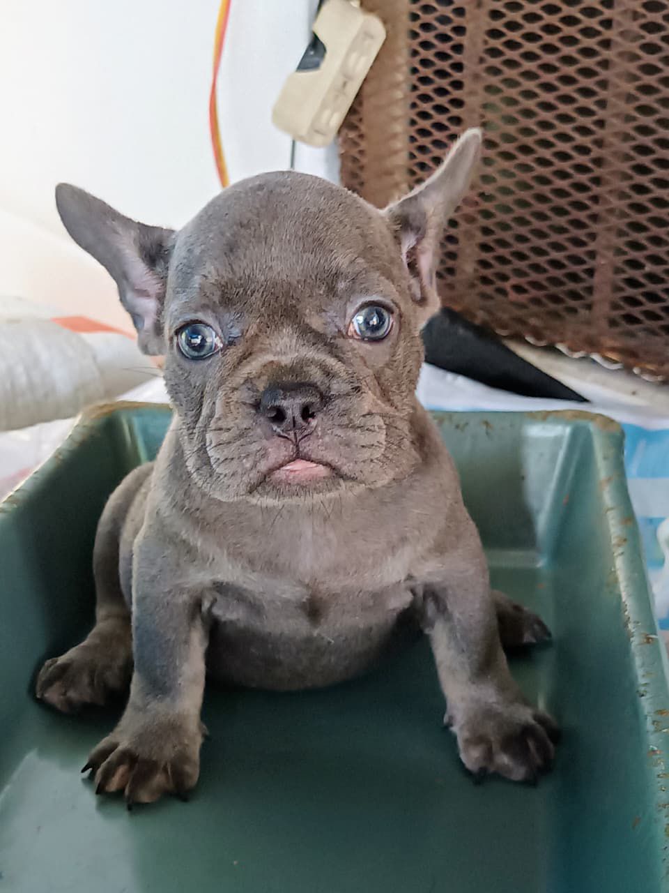 OFERTA CACHORRO BULLDOG FRANCES HEMBRA CON PEDIGRI AKC EN SANTO DOMING Foto 7277389-1.jpg