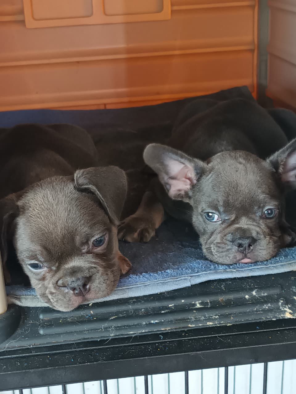 OFERTA CACHORRO BULLDOG FRANCES HEMBRA CON PEDIGRI AKC EN SANTO DOMING Foto 7277389-2.jpg